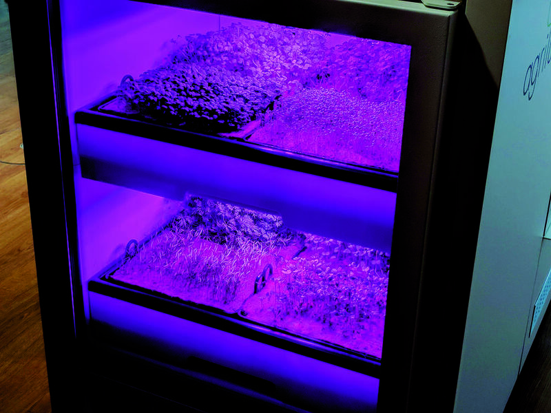 Immfer frisches Gemüse dank spezieller LED-Leuchten: Mit dem Projekt Agrilution unterstützt Fluxunit ein Start-up-Unternehmen. (Bild: ELEKTRONIKPRAXIS)