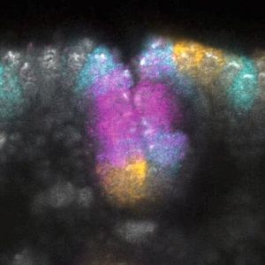 Genexpression in der Kopffurche eines Embryos von Drosophila melanogaster. Die Zellkerne sind grau dargestellt, die Farben zeigen, wo die Gene slp1 (cyan), btd (magenta) und eve (gelb) exprimiert werden. (Bild:  Bruno C. Vellutini / MPI-CBG / Nature (2025))