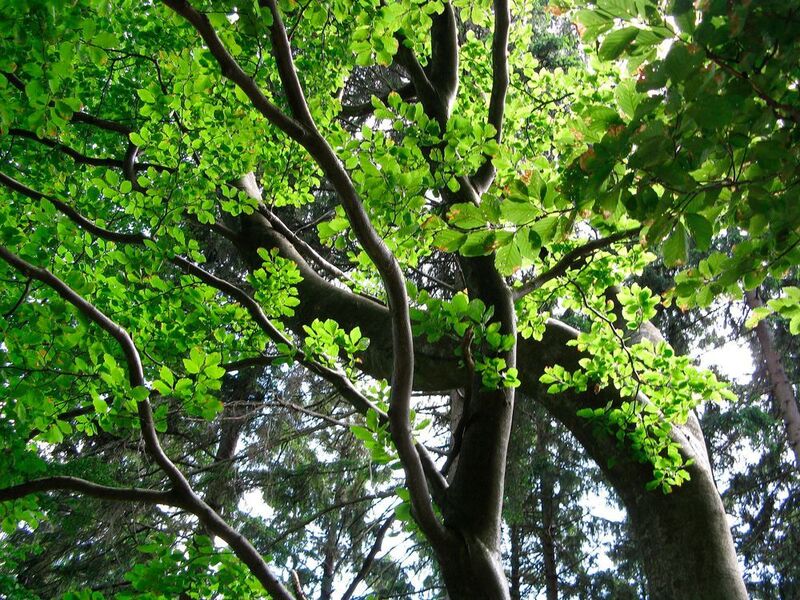 Bäume erfüllen eine wichtige Aufgabe im globalen Kohlendioxid-Kreislauf. Mit voranschreitendem Klimawandel häufiger vorkommende Trockenphasen könnten diese beeinflussen. (gemeinfrei)