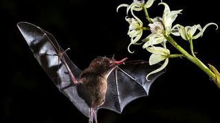 Bats are the only mammals capable of powered flight and have correspondingly specialized body plans, particularly in their limb morphology.  (Source: Zdeněk Macháček)