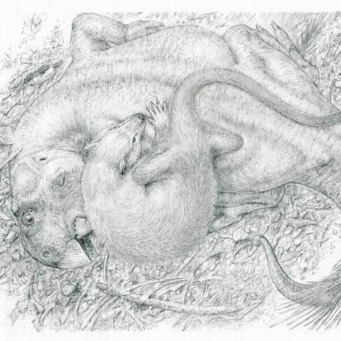 Life reconstruction showing Psittacosaurus (dinosaur) being attacked by Repenomamus (mammal), 125 million years ago. Life reconstruction showing Psittacosaurus (dinosaur) being attacked by Repenomamus (mammal), 125 million years ago.