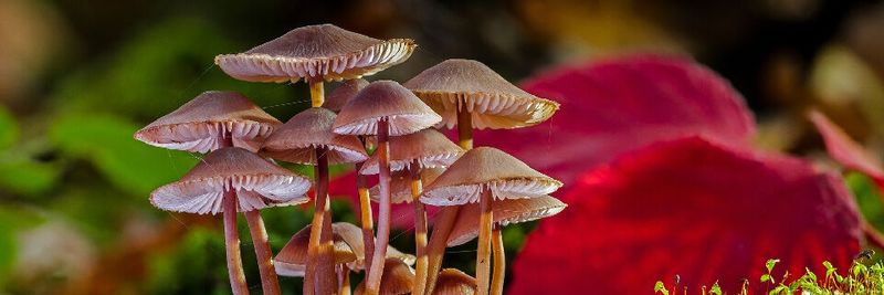 Viele Unternehmen betreiben zahlreiche, voneinander isolierte Salesforce-Installationen. (Bild:  gemeinfrfei, adege / Pixabay)