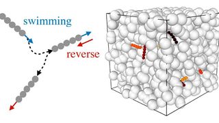 Hin- und Herbewegungen und Richtungsänderungen helfen Polymeren und Bakterien, durch die Poren einer komplex aufgebauten Umgebung zu navigieren, damit sie nicht in Sackgassen stecken bleiben. (Univ. Princeton / Christina Kurzthaler)