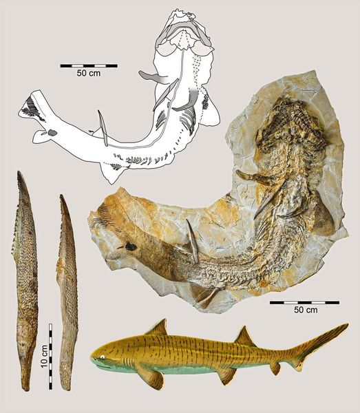 Nahezu vollständiges Skelett des hybodontiformen Haies Asteracanthus aus dem oberjurassischen Solnhofener Plattenkalk in Bayern inklusive Vergrößerungen der Flossenstachel und künstlerischer Lebendrekonstruktion.  (Bild: © Sebastian Stumpf; Lebendrekonstruktion © Fabrizio De Rossi)