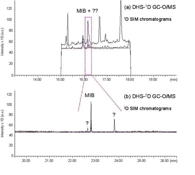 Abb. 3: SIM-Chromatogramme (m/z 95, 107 und 135), entstanden durch DHS-1D GC-O/MS (a) und DHS-1D/2D GC-O/MS (b) von dotiertem Wasser bei je 10 ng/L.  (Bild: Gerstel)