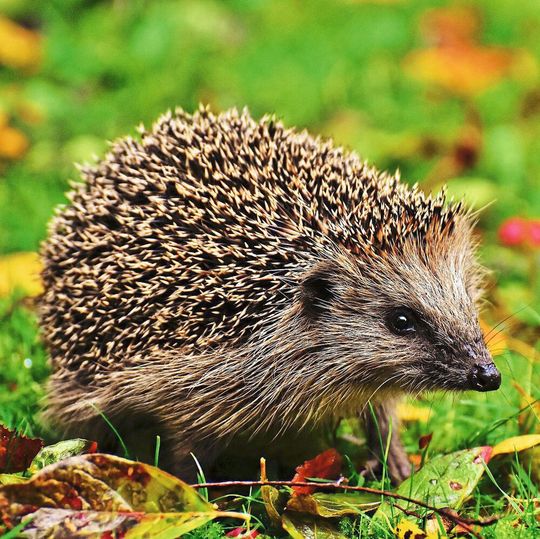 Igel helfen im Garten gegen Schneckenbefall – können aber auch Krankheitserreger auf den Menschen übertragen. Igel helfen im Garten gegen Schneckenbefall – können aber auch Krankheitserreger auf den Menschen übertragen.