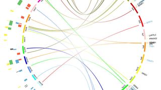 Die Abbildung zeigt, dass viele bekannte Gene, die das Darmmikrobiom in der Maus beeinflussen, mit den menschlichen Genen identisch sind, die von der Kieler Studie identifiziert wurden (Verbindungslinien innerhalb des Kreises). Die linke Seite zeigt dabei die Positionen auf der Maus-DNA, die rechte Seite die menschlichen Chromosomenabschnitte. ((c) Institut für Klinische Molekularbiologie/CAU)