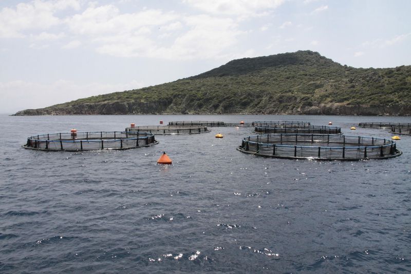 Aquakultur im Mittelmeer (Bild: Dr. Deniz D. Tosun)