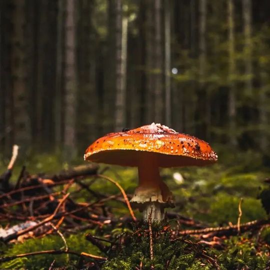 Fertilisation promotes plant growth but changes the plant’s interaction with their mycorrhizal fungal partners. Fertilisation promotes plant growth but changes the plant’s interaction with their mycorrhizal fungal partners.