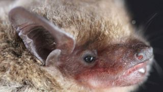 Fledermaus der Art Neoromicia cf. zuluensis: Wissenschaftler aus Südafrika und des Universitätsklinikums Bonn stellten im Kot dieses Tiers ein Virus fest, das genetisch so eng wie bislang kein anderes mit dem MERS-CoV übereinstimmt. (Bild: M Corrie Schoeman/University of KwaZulu-Nata)