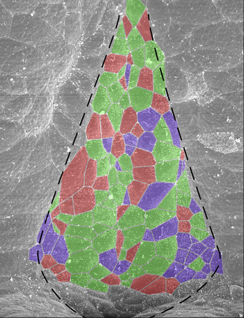 Zellkerne mit Cilien: grün sind Zellen mit einem Cilium, rot sind Zellen ohne Cilien und lila sind Zellen mit anders orientierten Cilien.  (Bild: Uni Hohenheim)