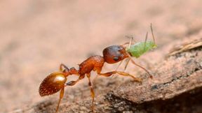 The arboreal ant Temnothorax affinis. Some ant species in this genus swarm in synchronized waves that start with a “first mover” ant. (Source: Gilles San Martin)