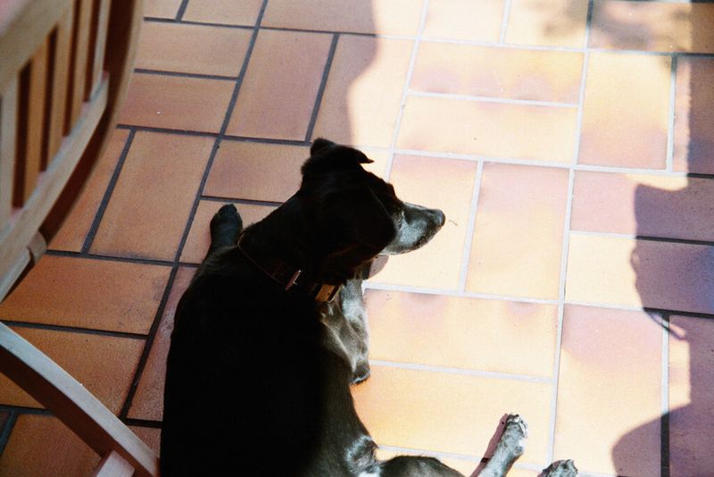 Platz 2: Auf den Hund gekommen – Dass ein Backup essentiell wichtig ist, davon überzeugte ein Mann seine Freundin, die ihre gesamte Foto-Bibliothek bislang nur auf dem Notebook gespeichert hatte. Sie kopierte deshalb tausende hochaufgelöster Fotos aus ihrem Fotostudio auf eine externe Festplatte. Unglücklicherweise war diese Festplatte nach kurzer Zeit die einzige funktionsfähige Kopie der Foto-Bibliothek. Nun kam ein weiterer unglücklicher Zufall ins Spiel: Das Paar bekam Besuch von einer Freundin und ging zur Tür, um sie in Empfang zu nehmen. Der Hund der Familie, hoch erfreut über den Besuch, stürzte ebenfalls zur Tür. Da er jedoch unter dem Tisch gelegen hatte, auf dem die Festplatte lag, fiel diese vom Tisch. Die einzige funktionsfähige Kopie der wertvollen Daten war damit ebenfalls beschädigt. (Archiv: Vogel Business Media)