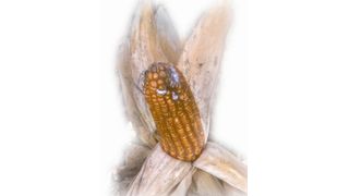 Abb. 1 Mit Fusarium infizierter Maiskolben. (Archiv: Vogel Business Media)