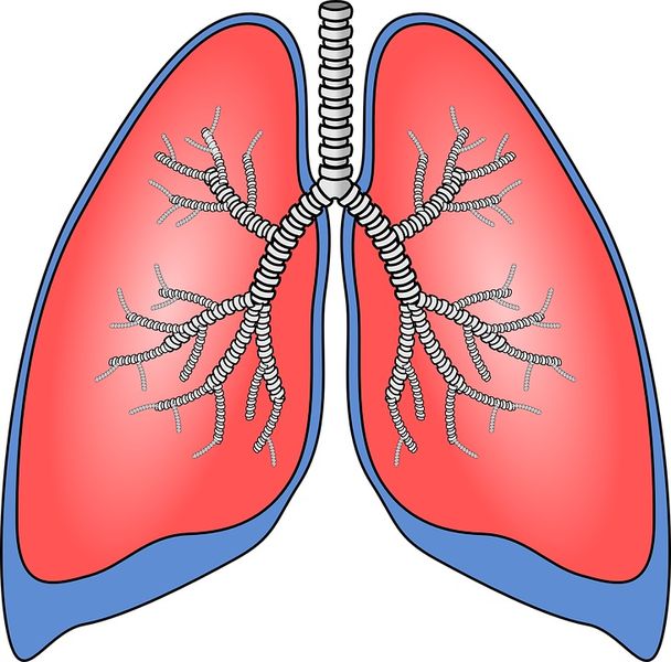 Platz 2: Atmungssystem  Mit 16% sind Erkrankungen des Atmungssystems die zweitgrößte Ursache für Arbeitsunfähigkeit. (Bild: OpenClipart-Vectors/Pixabay (CC0))