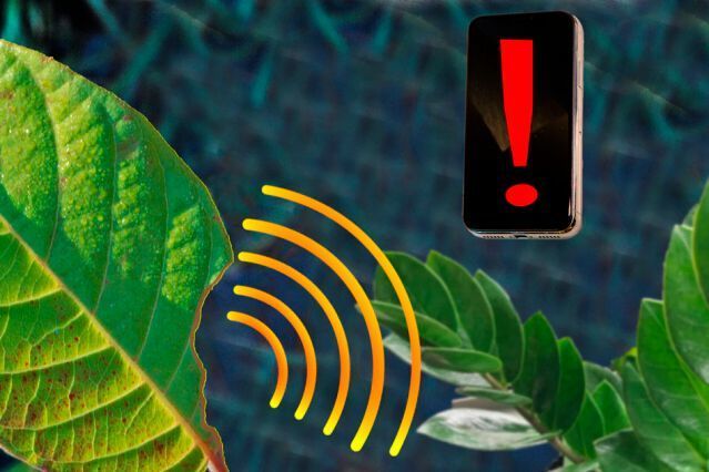 MIT chemical engineers have designed a sensor that can be embedded into plant leaves and measure hydrogen peroxide levels, which indicate that damage has occurred. The signal can be sent to a nearby smartphone. (Felice Frankel)