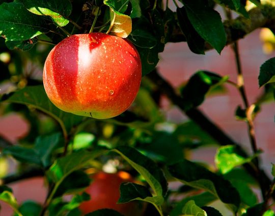 Laut Destatis werden 2026 rund 934.000 Tonnen Äpfel geerntet. Damit fällt die Ernte deutlich geringer aus als im Rekordjahr zuvor.(Bild:  frei lizenziert /  Pixabay)