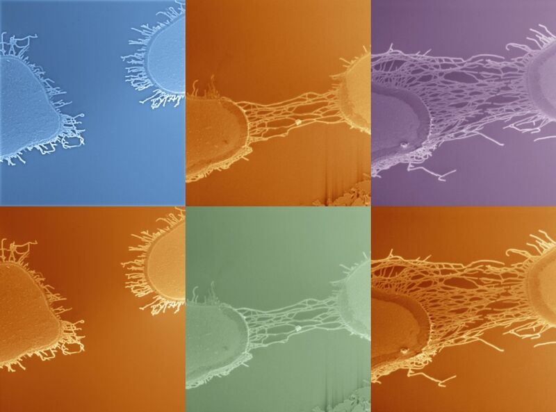 „Nano goes Warhol“. Das Bild zeigt die Ausbildung von Kohlenstoffnanoröhren, die durch das Anlegen einer Spannung zwischen zwei Metallelektroden wachsen. (Bild: Anindya Majumunder, Prof. Dr. Gianaurelio Cuniberti (TU Dresden)/DV Nano)