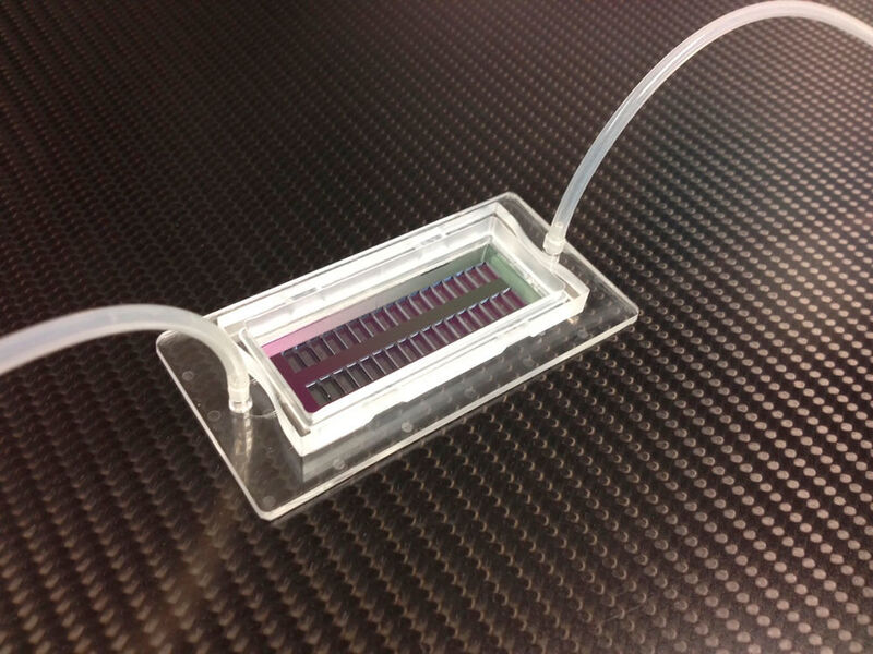 Der neue Mikrolochchip kann 200.000 einzelne Zellen an einer exakten Position fixieren. (© Foto Fraunhofer IBMT)