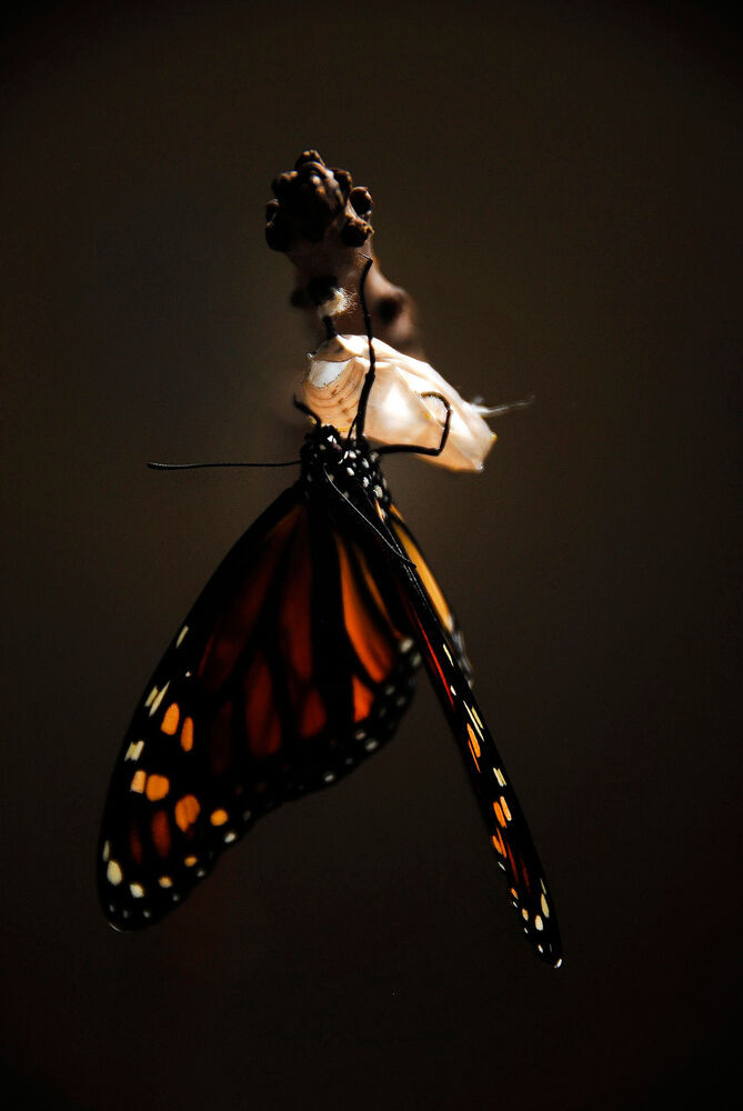 Die Entwickung von einer Raupe zur Puppe und dann zum Schmetterling, im Bild ist das Schlüpfen eines Monarchfalters,  ist der Inbegriff einer Transformation. 