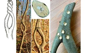 Wäre dieser verwachsene Baum ein Knochen, so wären die entstandenen minderbelasteten Bereiche der gemeinsamen neutralen Faser der Biegung mechanische Faulpelze, die mit der Zeit elimiert würden.  (Bild: KIT)