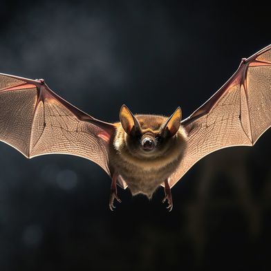 Met meer dan 1.500 soorten die over de hele wereld voorkomen, maken vleermuizen een vijfde uit van alle levende zoogdieren. (Illustratie) (Bild: © Noufaldi – stock.adobe.com)