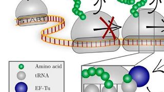 Das Codon-spezifische Elongationsmodell (COSEM) simuliert die Proteinsynthese. (Scientific Reports)
