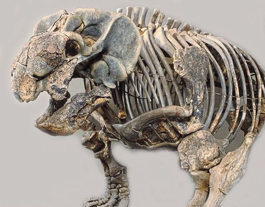 Schrägansicht des frühen Säugetiervorfahrens Stahleckeria potens mit reptilienartiger Schnauze.(Bild:  Wolfgang Gerber, Paläontologische Sammlung Tübingen)