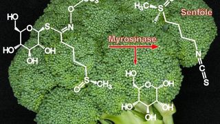 Wenn Raupen oder andere Insekten an glucosinolathaltigen Pflanzen wie Brokkoli fressen, kommen die Glucosinolate in Kontakt mit dem Enzym Myrosinase. Dieses setzt die Senföle frei, die dann die hungrigen Insekten vertreiben. (Grafik: Dietmar Geiger)