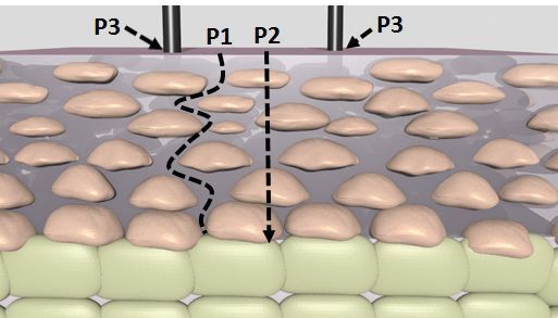 Wasserdampf kann durch verschiedene Wege in die Haut dringen: zwischen den Zellen hindurch (P1), durch die Zellen (P2) oder via Haarfollikel (P3) (Empa)