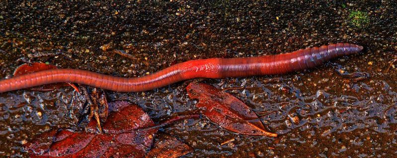 Ein Regenwurm als Vorbild: Der chinesische Regenwurm-Roboter hat künstliche Muskeln aus dielektrischen Elastomer-Aktoren, die über Stromstöße zur Kontraktion gebracht werden können. Damit kriecht der High-Tech-Wurm mit einer Geschwindigkeit von 1,19 Körperlängen pro Sekunde vorwärts.
