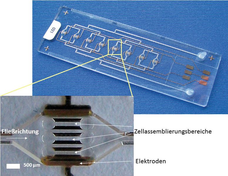Abb. 5: Beispiel für ein „Organ-on-a-Chip“-Bauteil (Bild: Microfluidic Chip-Shop)