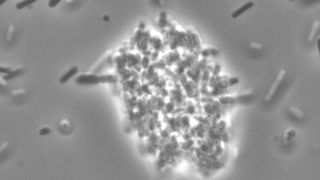 Ein neu entdeckter Signalweg für die Kommunikation zwischen Bakterien der Gattung Photorhabdus luminescens über den Naturstoff Photopyron bewirkt, dass die Bakterine einander erkennen und bei einer Infektion miteinander verklumpen. Vermutlich schützt sie das vor dem Immunsystem ihres Wirts. (Bild: Universität Frankfurt)
