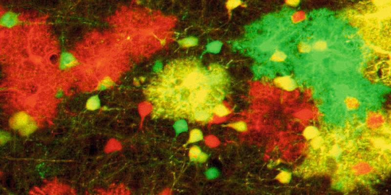 Astrozyten im Gehirn von Mäusen, markiert mit der MADM-Technik