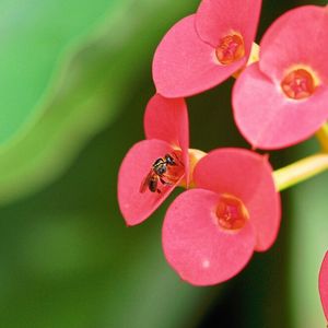 Eine stachellose Biene der Art Plebeia droryana besucht die Blüten von Euphorbia milii