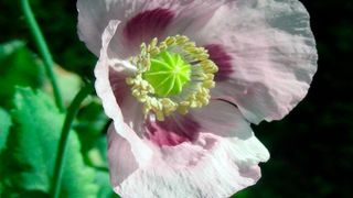 Der Schlafmohn „Papaver somniferum“ bildet ebenso wie andere Mohn- und Berberitzengewächse eine Vielzahl von Isochinolin-Alkaloiden. (Dirk Hoffmeister/FSU)