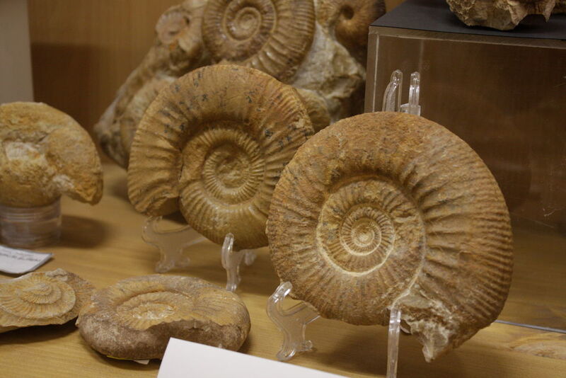Die Teile der Sammlung stammen überwiegend aus dem Pliozän, Miozän und Paläozän. (Artec 3D)
