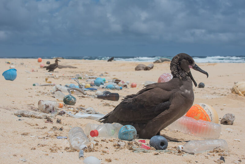 Der Plastikmüll ist zu einem gigantischen Problem unserer Meere geworden. (The Ocean Cleanup)