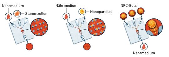 Die grafische Darstellung veranschaulicht die Herstellung von Mikrorobotern auf dem Lab-on-Chip (LoC). Im Zentrum befindet sich ein Reservoir, in dem die Zellen eingefangen werden. Anschließend werden die Nanopartikel injiziert. Nach etwa 30 Minuten verbinden sich beide Komponenten zu einem NPC-Bot.(Bild:  ETH Zürich)