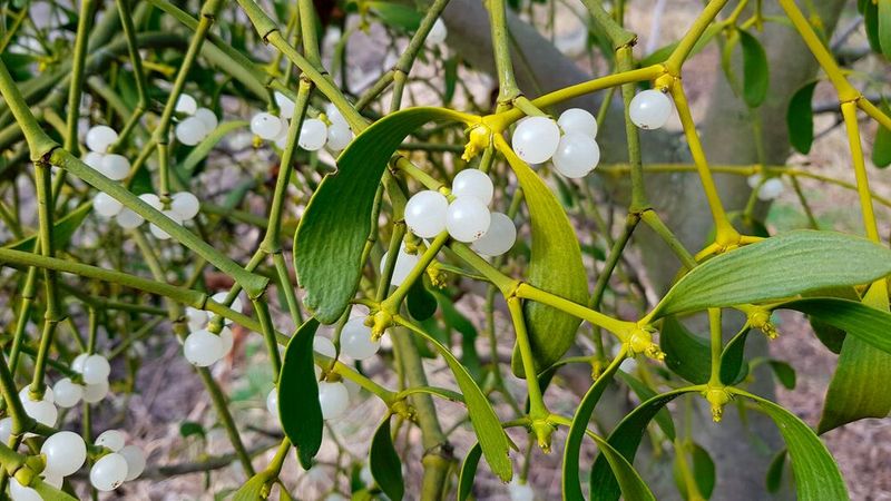 Misteln wachsen in weiten Teilen Europas in großer Zahl. Aus ihren Beeren könnte schon bald ein natürlicher Superkleber entstehen. Misteln wachsen in weiten Teilen Europas in großer Zahl. Aus ihren Beeren könnte schon bald ein natürlicher Superkleber entstehen.