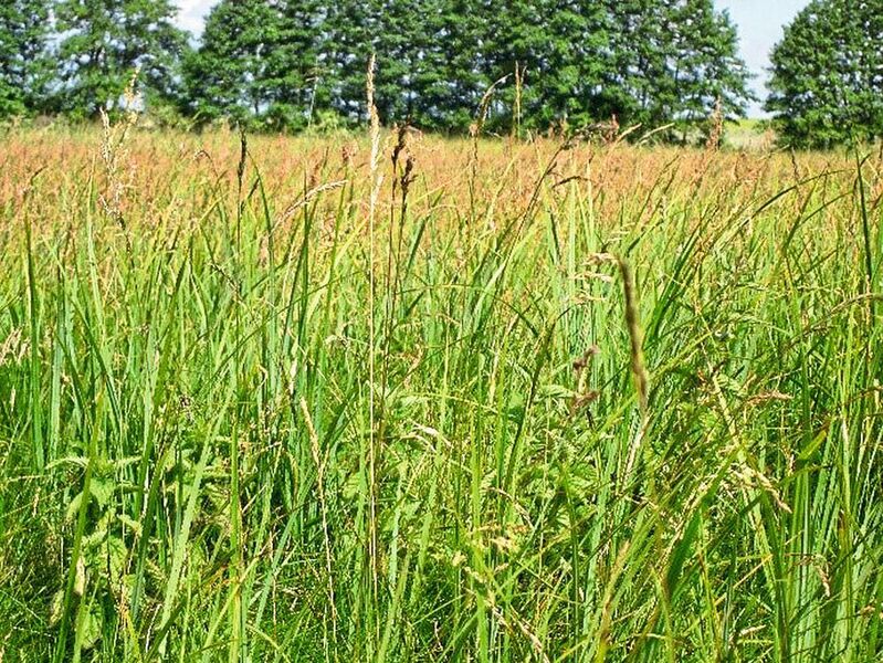 Eine der Versuchsflächen, auf denen die Grasarten gesammelt wurden. Diverse Grasländer verringern die Gefahr von Vergiftungserscheinungen.  (Veronika Vikuk)
