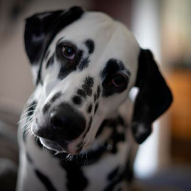 Dogs evolved from highly social ancestors and have been shaped by thousands of years of interacting with humans. (Source: free licensed)