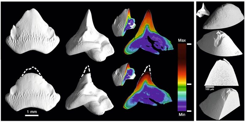 Hochaufgelöste Röntgen-Mikrotomographie-Aufnahmen von Zähnen des Port-Jackson-Hais... (Beschreibung s. Bildergalerie)