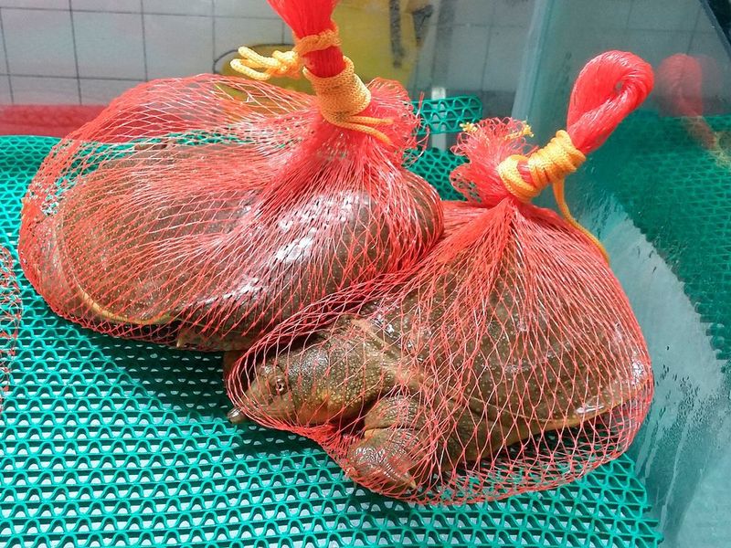Lebende Weichschildkröten werden in chinesischen Supermärkten in zum Kauf angeboten, verpackt wie bei uns Orangen. (Flora Ihlow/Senckenberg)
