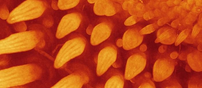 Vom Dinosaurier zum Vogel Federn gehören zu den komplexesten Hautanhängen im Tierreich. Wissenschaftler der Universität Genf haben wichtige Erkenntnisse über die Entwicklung von Federn und deren Evolution von Dinosauriern zu Vögeln gewonnen. Ihre Ursprünge gehen auf so genannte Proto-Federn zurück – einfache, röhrenförmige Strukturen, die vor etwa 200 Millionen Jahren bei Dinosauriern entstanden.  Die Forschung konzentrierte sich auf den so genannten Sonic Hedgehog (Shh) Signalweg, der eine wichtige Rolle bei der embryonalen Entwicklung von Schuppen, Haaren und Federn spielt. In Experimenten wurde dieser Signalweg gehemmt, was zur Bildung unverzweigter Knospen führte, die den vermuteten frühen Proto-Federn ähnelten. Das Bild zeigt Federknospen zwölf Tage nach Inkubation. Sie entsprechen den Ästen der zukünftigen Daunenfeder. Hier gehts zur Originalmeldung Wissenschaftsbild des Tages vom 27.3.2025  Bildquelle: Rory Cooper & Michel Milinkovitch:  Federknopsen, Am zwölften Tag der Inkubation zeigen die Federknospen longitudinale Bereiche unterschiedlicher Zellendichte, die den Ästen der zukünftigen Daunenfeder entsprechen. (CC BY 4.0)   (Bild: Rory Cooper & Michel Milinkovitch (CC BY))