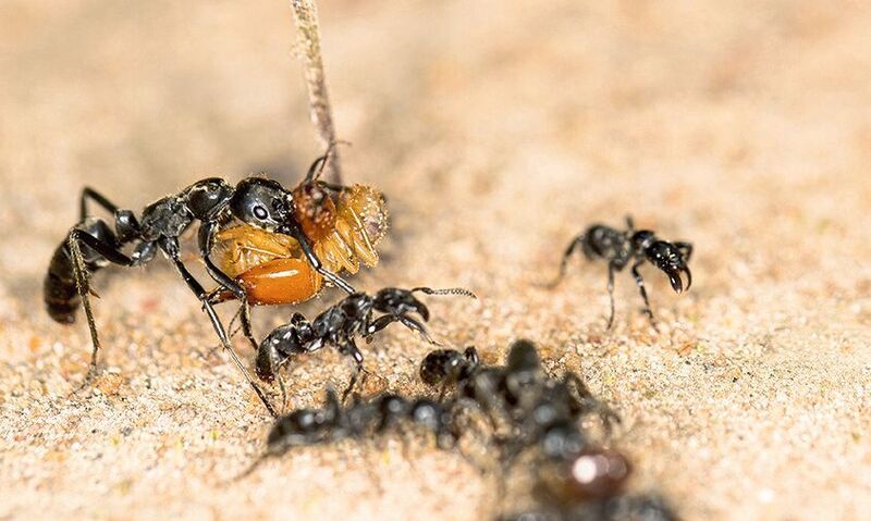 Matabele-Ameisen tragen eine erbeutete Termite zurück ins Nest. (Erik Frank)