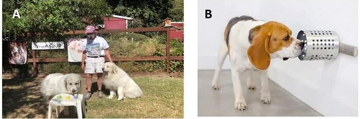 (A) Illustration of the three cup sniffing experiment with the first author’s Great Pyrenees. (B) One of the second author’s Covid-19 scent dogs sniffing a test canister.