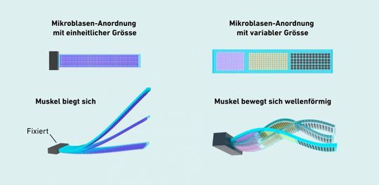 Sind alle Bläschen gleich groß, krümmt sich die Membran je nach Stärke des Signals. Sind sie unterschiedlich groß, reagieren sie bei verschiedenen Frequenzen und die Bewegung läuft wellenförmig ab. (Bild:  Shi Z et al. Nature 2025, verändert)