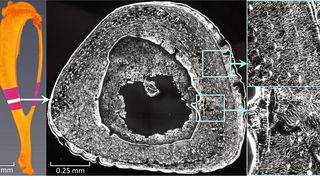 Mäuseknochen: Knochenschnitt unter Laser-Scanning-Mikroskop – vergrößerte Abbildung der dichten Netzwerkarchiktektur und des Flüssigkeitsstroms (Bild: Alexander van Tol / Max-Planck-Institut für Kolloid- und Grenzflächenforschung)
