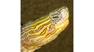 Impulsive purchasing is the main reason for the release of exotic animals and some of the abandoned species can become a real threat to the biodiversity. (CRARC)